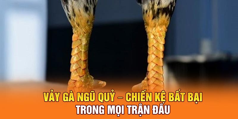 Vảy Gà Ngũ Quỷ – Chiến Kê Bất Bại Trong Mọi Trận Đấu