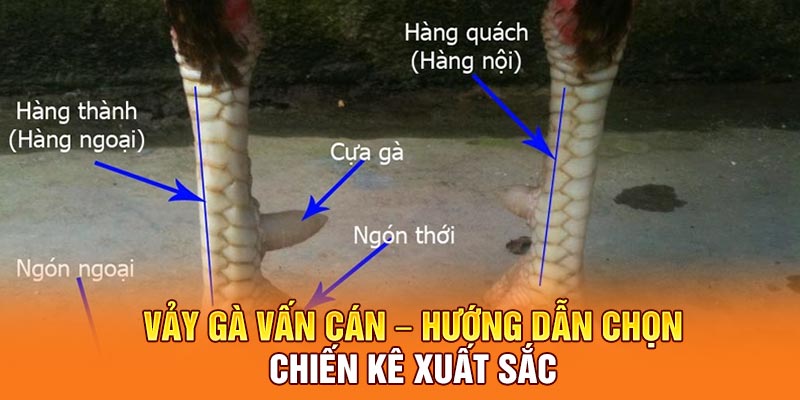 Vảy Gà Vấn Cán – Hướng Dẫn Cách Chọn Chiến Kê Xuất Sắc